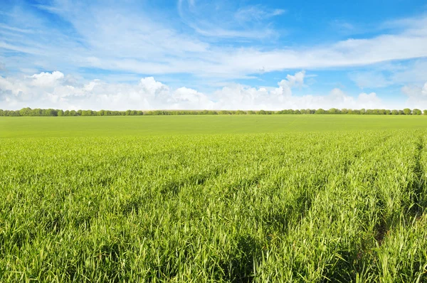 Grünes Feld und blauer Himmel mit leichten Wolken — Stockfoto