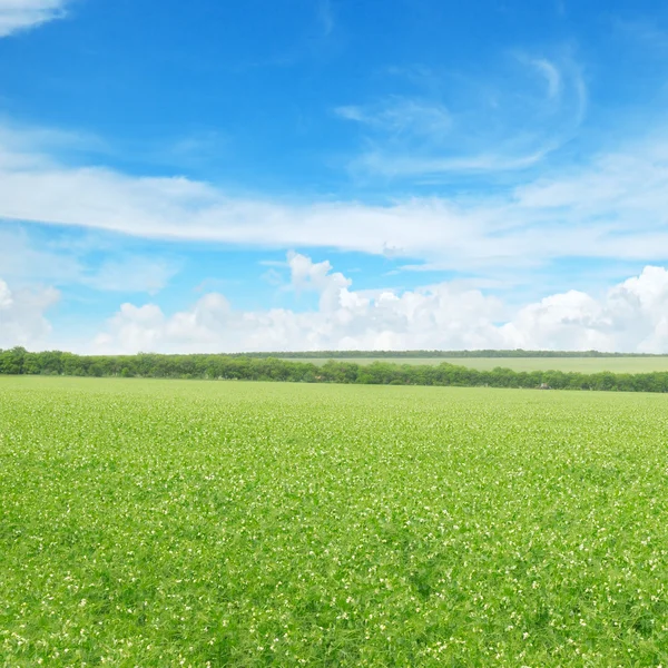 Groene erwt veld en de blauwe hemel — Stockfoto