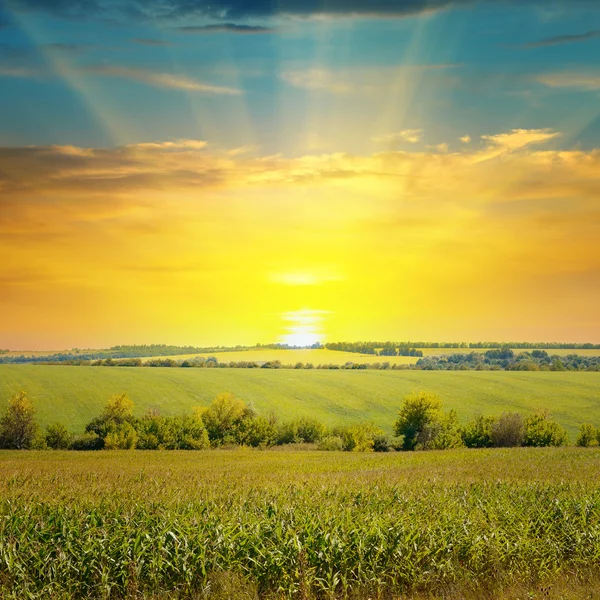 Campo de maíz y amanecer en el cielo azul —  Fotos de Stock