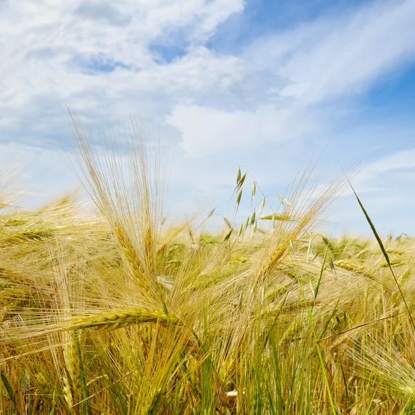 Wheat field and blue sky — Stock Photo, Image