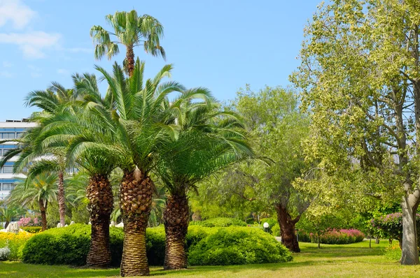 Trooppinen puutarha palmuja ja nurmikkoa — kuvapankkivalokuva