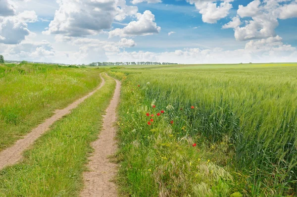 Field, country road and a blue sky — Stock Photo, Image