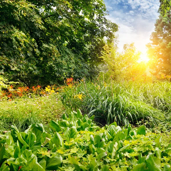 Sommerpark mit schönem Blumenbeet — Stockfoto