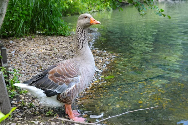 Gray goose on the lake — Stock Photo, Image