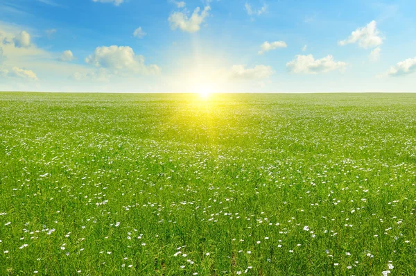 Campo con lino floreciente y cielo azul — Foto de Stock