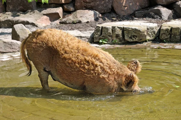 Vildsvin badning i poolen - Stock-foto