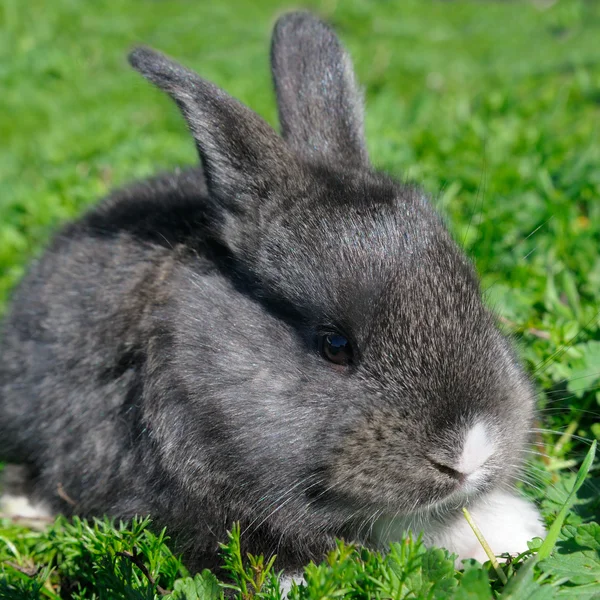 Little rabbit on green grass background — Stock Photo, Image