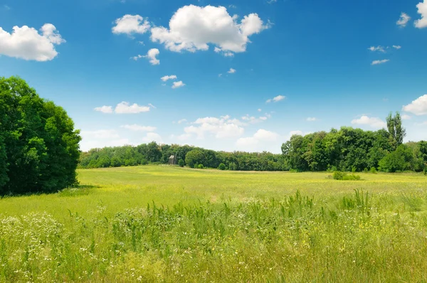 Campo verde pintoresco y cielo azul — Foto de Stock