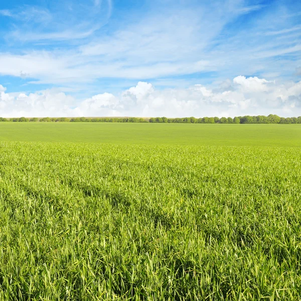 Champ vert et ciel bleu avec des nuages clairs — Photo