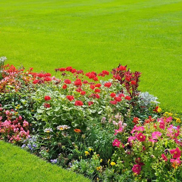 Beautiful background of bright garden flowers — Stock Photo, Image