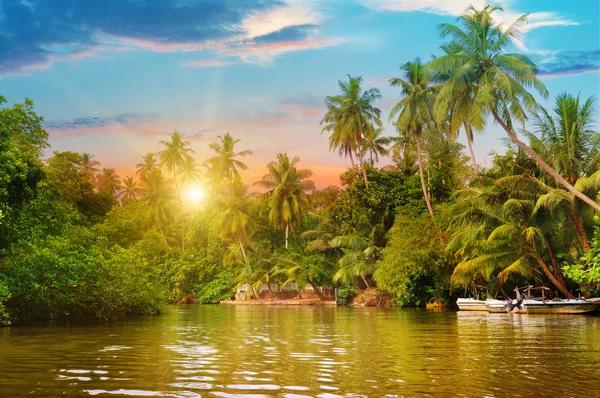 Fluss, schöner Sonnenaufgang und tropische Palmen — Stockfoto