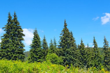 yamaca Ladin ormanı