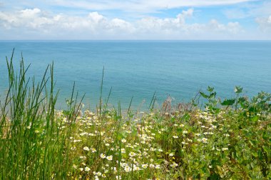 Deniz ve plaj papatya ile