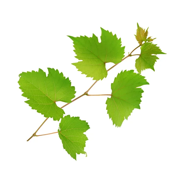 Vignes et feuilles isolées sur fond blanc — Photo