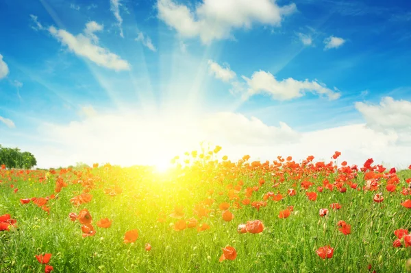 Feld mit Mohn und Sonne am blauen Himmel — Stockfoto