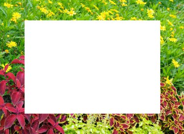 Sarı papatya çiçekleri ve çarpıcı kırmızı ve sarı renkli koleuslar içeren canlı bir çiçek sınırı büyük beyaz bir kopya alanı için renkli bir çerçeve sağlar. Bu göz alıcı doğa şablonu duyurular, promosyonlar veya arkaplan metni overla için idealdir