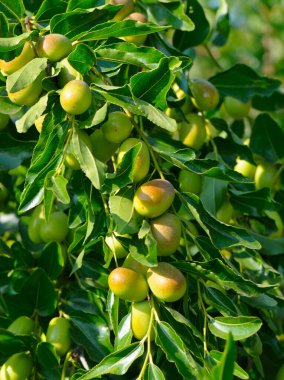 A detailed vertical close-up captures clusters of ripening green and light brown Jujube fruits (Chinese dates) hanging heavily among dense, dark green leaves on a tree branch. This vibrant image perfectly illustrates themes of natural growth, organic