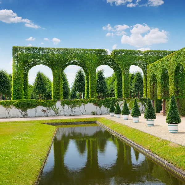 Siepe in un parco estivo — Foto Stock