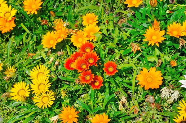 Beautiful background of garden flowers — Stock Photo, Image