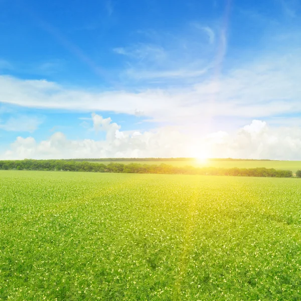 Campo, nascer do sol e céu azul — Fotografia de Stock