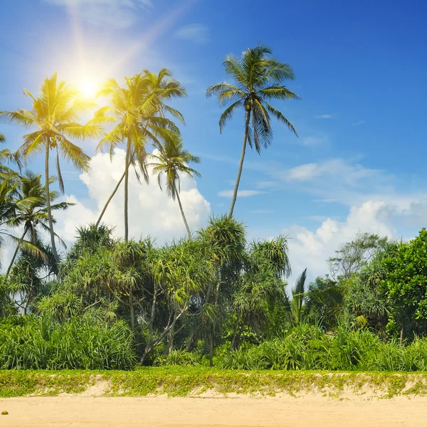 Palmiers tropicaux sur la plage de sable fin — Photo