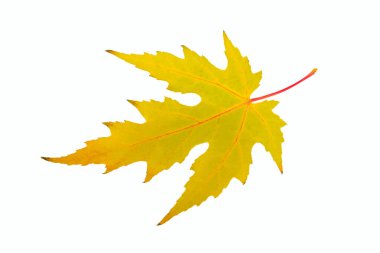 Norveç akçaağaç veya benzeri bir türden gelen tek bir canlı sarı ve turuncu akçaağaç yaprağı saf beyaz bir zemin üzerinde izole edilmiştir. Görüntü, sonbahar, mevsimsel değişim ve doğa kavramlarını mükemmel bir kopya alanı ile aktarıyor..
