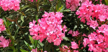 Yakın çekim, tam kare çekim, parlak güneş ışığı altında koyu yeşil yapraklar arasında bol bol açan canlı pembe zakkum çiçeklerini yakalar. Bu bereketli, sıcak manzara yazı, Akdeniz bitkilerini ve doğal güzellikleri çağrıştırıyor..