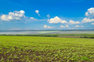Canlı bir tarımsal manzara, parlak mavi gökyüzünün altında kabarık beyaz bulutlarla birlikte karanlık dünyadan filizlenen genç ayçiçeği filizlerini içerir. Geniş sahne, büyüme, gelecekteki hasat ve kırsal kesimin dinginliğini çağrıştırıyor.