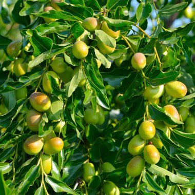 Yeşilden kırmızımsı olgunlaşmamış meyve (Çince: jujujube meyvesi), bir dalın üzerinde yemyeşil yapraklar arasında asılı durur. Bu canlı, doğal yakın çekim sağlıklı beslenme, taze üretim ve tarım sürecini vurguluyor..