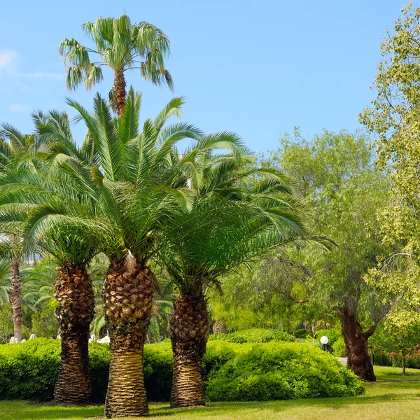 Tropical garden with palm trees and lawn — Stock Photo, Image