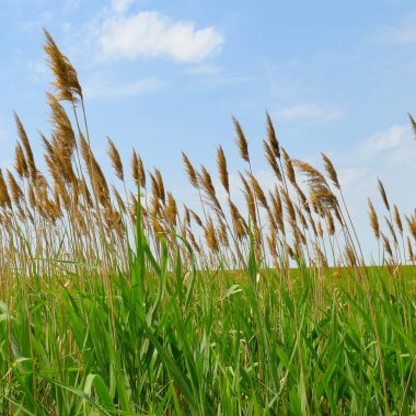 Uzun yeşil sazlıklar ve kahverengi tüyler açık mavi gökyüzünde sallanıyor. Bu parlak, doğal manzara çevre ve yaz temaları için geniş bir kopya alanı sunar.
