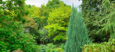 Bereketli yapraklı ağaçlar ve çalılarla çevrili uzun mavi bir ardıç içeren canlı bir botanik sahnesi. Bu sakin park manzarası doğa, bahçıvanlık ve çevre kavramları için mükemmel..