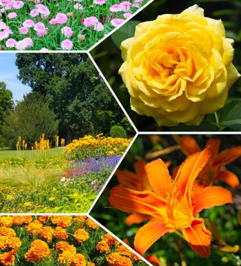 Yakın plan sarı gül, turuncu zambak ve altın kadife çiçekleri içeren canlı bir yaz çiçeği kolajı. Bu renkli montaj botanik bloglar, doğa rehberleri ve mevsimsel pazarlama için idealdir..