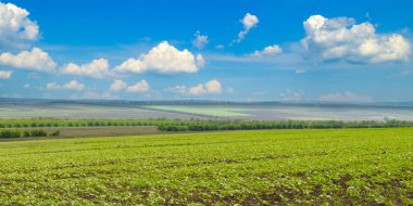 Genç yeşil ayçiçeği bitkilerinin sıraları parlak bir sabah güneşi ve mavi gökyüzünün altında ufka doğru uzanıyor. Bu canlı tarım sahnesi büyümeyi temsil ediyor ve tarım temaları için mükemmel..