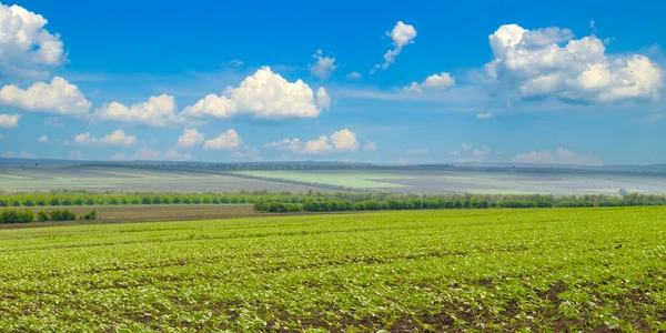 Genç yeşil ayçiçeği bitkilerinin sıraları parlak bir sabah güneşi ve mavi gökyüzünün altında ufka doğru uzanıyor. Bu canlı tarım sahnesi büyümeyi temsil ediyor ve tarım temaları için mükemmel..