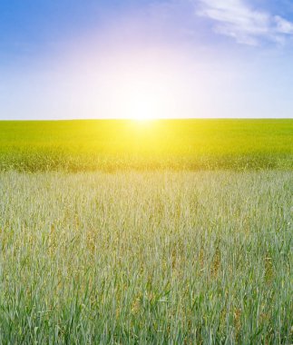 Canlı bir yeşil buğday tarlası açık mavi gökyüzünün altında parlayan bir güneşe doğru uzanıyor. Bu sakin manzara tarım veya çevre temaları için geniş bir kopya alanı sunar.