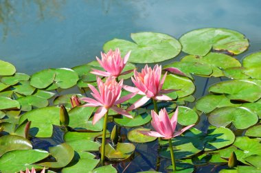 nilüferler bir havuzda pembe çiçekler