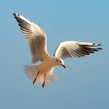 Parlak bir günde uçuşun ortasında yakalanan zarif beyaz martı. Çevresel tasarımlar veya kıyı kavramları için idealdir, konu etrafında geniş kopya alanı içerir.