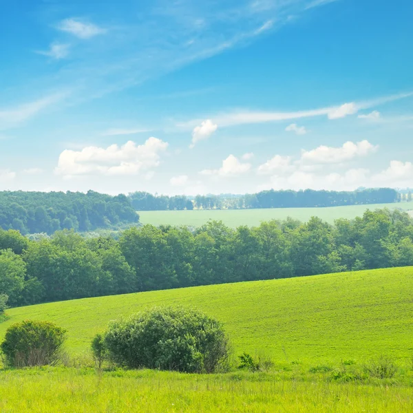 Campo verde pintoresco y cielo azul —  Fotos de Stock
