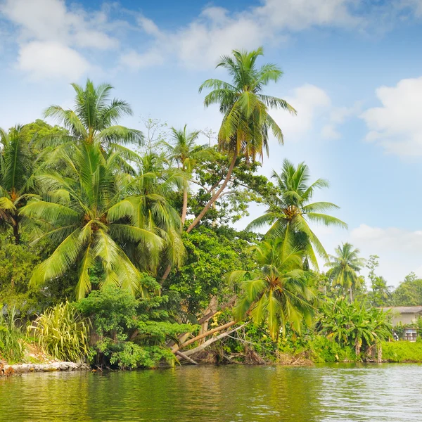 Bosque de palma tropical en la orilla del río —  Fotos de Stock