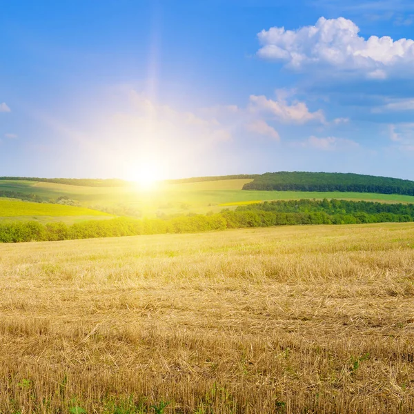 Nefes kesen bir gün doğumu altın ışıkla hasat edilen buğday tarlasını aydınlatır. Bu huzurlu manzarada, doğa ve tarım temaları için mükemmel yuvarlanan tepeler ve açık mavi bir gökyüzü var..