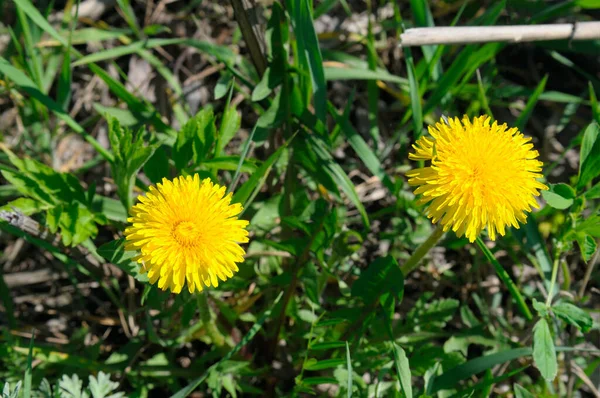 İki canlı sarı karahindiba, güneşli bir bahar gününde yemyeşil çimlerin arasında ışıl ışıl açar. Bu neşeli doğa sahnesi mutluluk hissi uyandırıyor ve mevsimsel ya da botanik temalar için ideal..