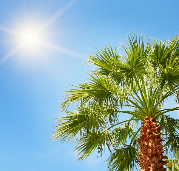 Palma tropicale sullo sfondo del cielo blu — Foto Stock