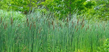 Typha latifolia 'nın kendine özgü kahverengi dikenleri olan yemyeşil bir duvarı yapraklı ağaçların arasında yetişir. Bu doğal manzara sulak bir ortamda huzur ve ekolojik sağlığı çağrıştırıyor..