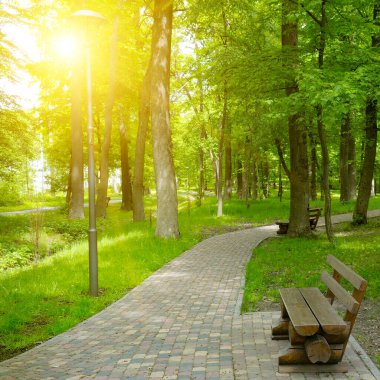 Parlak güneş ışığıyla aydınlatılan yemyeşil bir parkın içinden geçen sakin asfalt bir yol. Tahta bankların olduğu bu sakin sahne doğa, rahatlama ve dinginlik temaları için mükemmeldir..