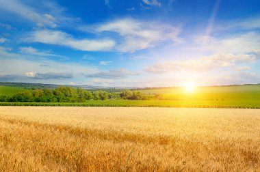 Muazzam bir altın buğday tarlası parlak bir günbatımının ılık ışığı altında parlar. Bu manzaralı tarım manzarası bolluğu temsil eder ve doğa ya da sürdürülebilirlik temaları için mükemmeldir..