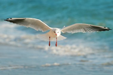 Martı denizin üzerinde uçuyor.
