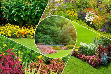 Çeşitli çiçek türleri ve mükemmel kesilmiş çimenlerin olduğu renkli yaz bahçesi sahnelerinin bir koleksiyonunu keşfedin. Bu görüntüler, kentsel bir ortamda doğanın sükunetini ve güzelliğini yansıtıyor..