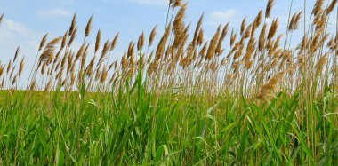 Yoğun kamış kamışları güneşli sulak bir ortamda, canlı renkler ve organik dokular sergileyerek gelişir. Bu resim biyolojik çeşitlilik, botanik veya sürdürülebilir materyallere odaklı projeler için idealdir..