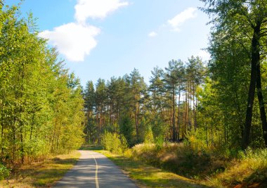 Pürüzsüz bir asfalt bisiklet yolu. Sarı çizgili. Açık mavi gökyüzünün altında canlı yeşil bir orman boyunca esiyor. Bu güneşli manzara açık hava sporları ve eğlence için mükemmeldir..